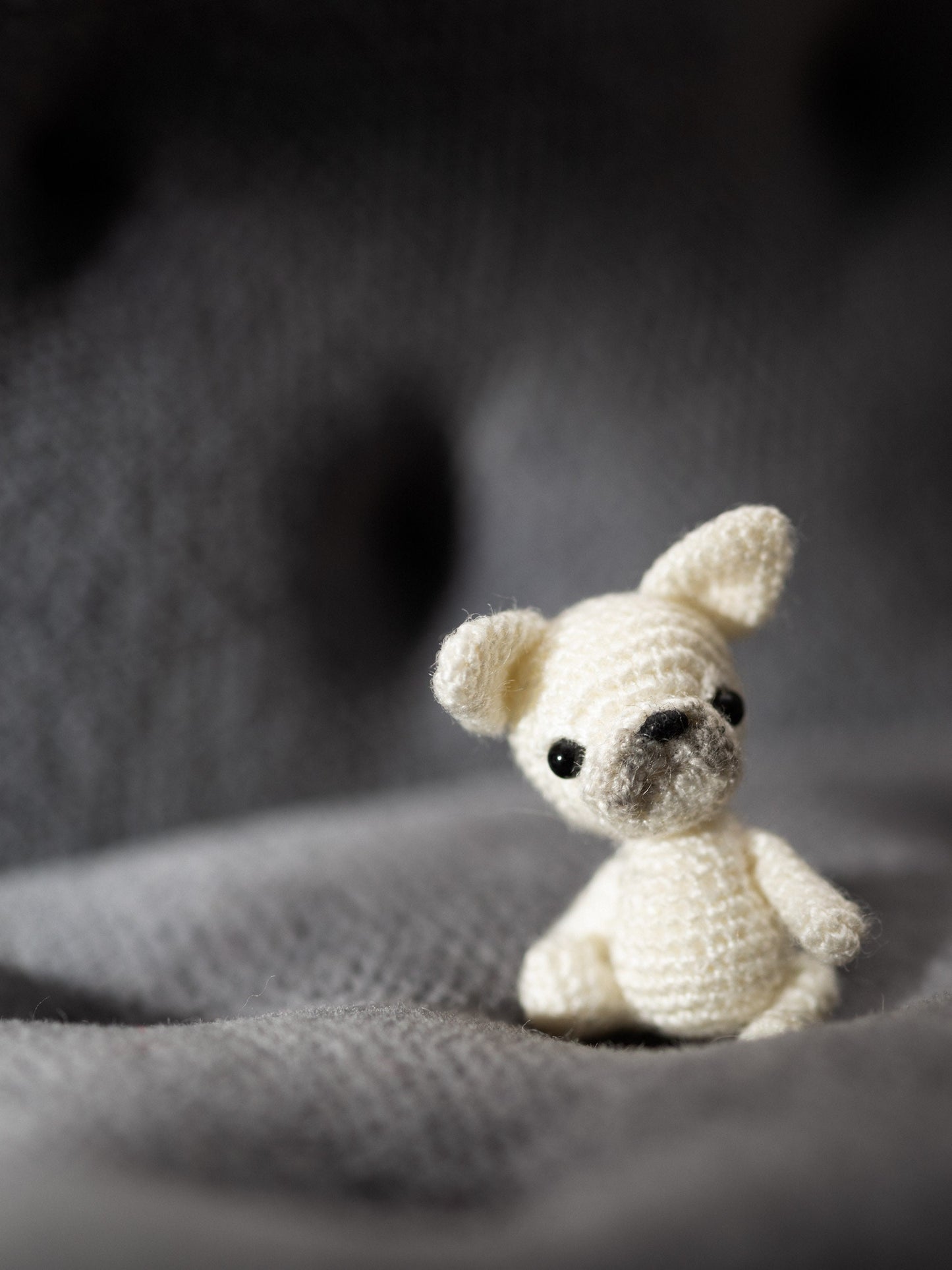 White tiny French Bulldog