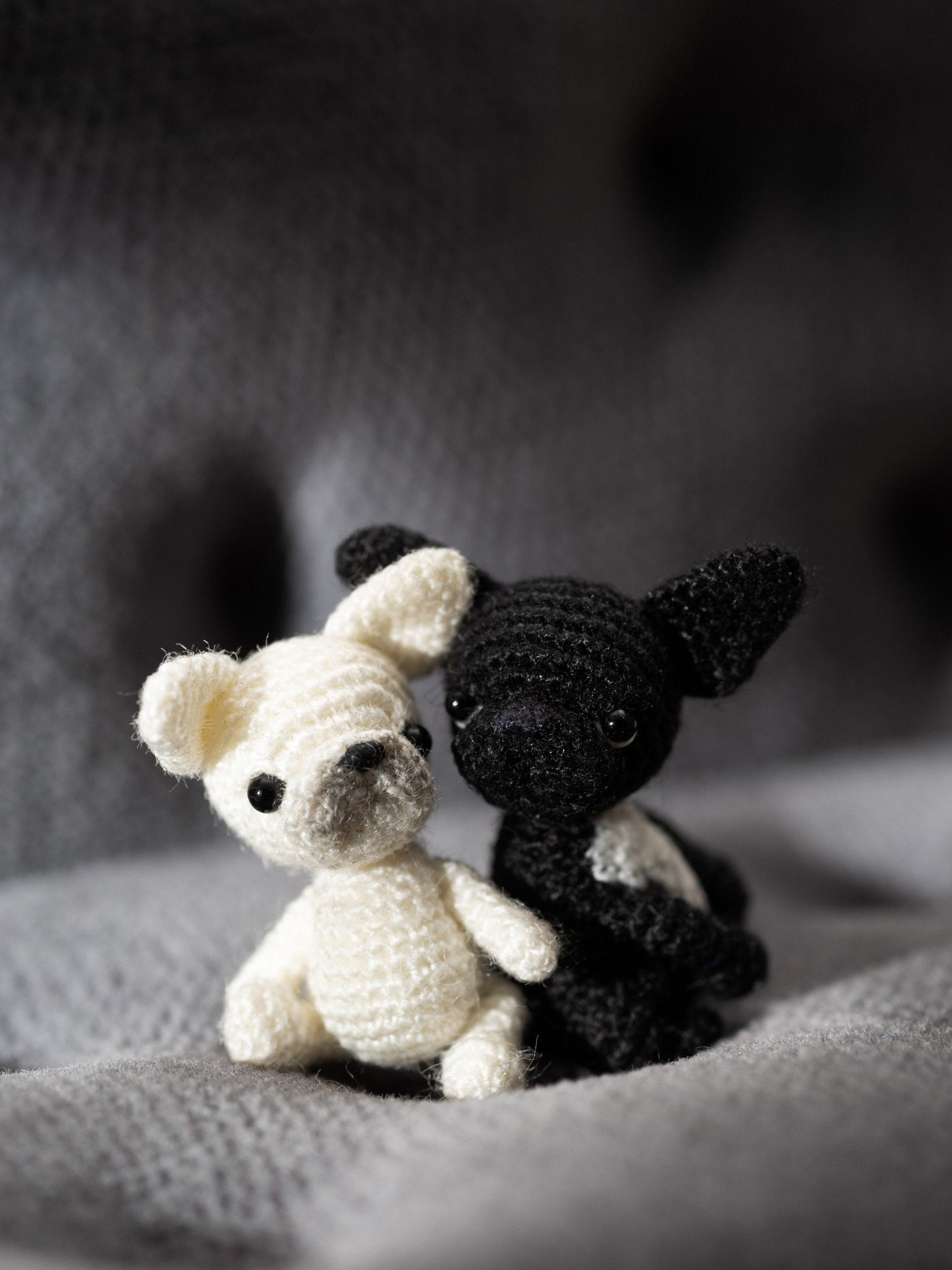 White tiny French Bulldog