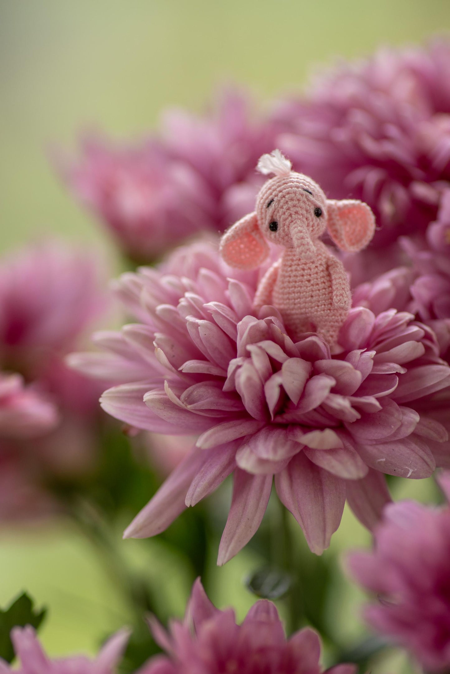 Miniature Pink Elephant
