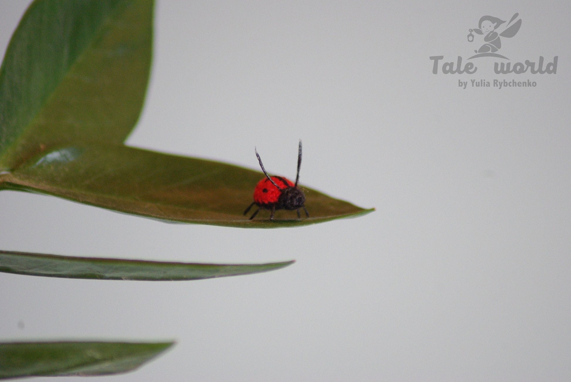 Red and black insect on a green leaf with a white background