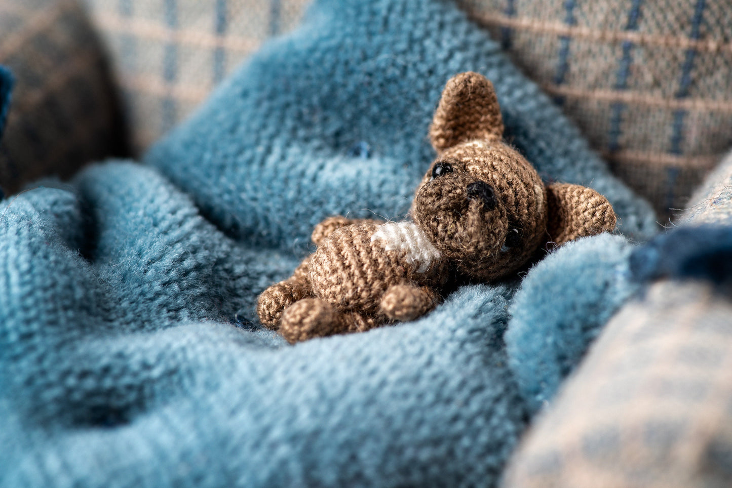 Miniature French Bulldog