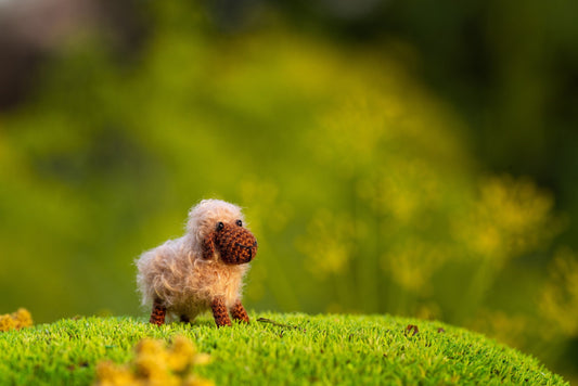 Miniature sheep